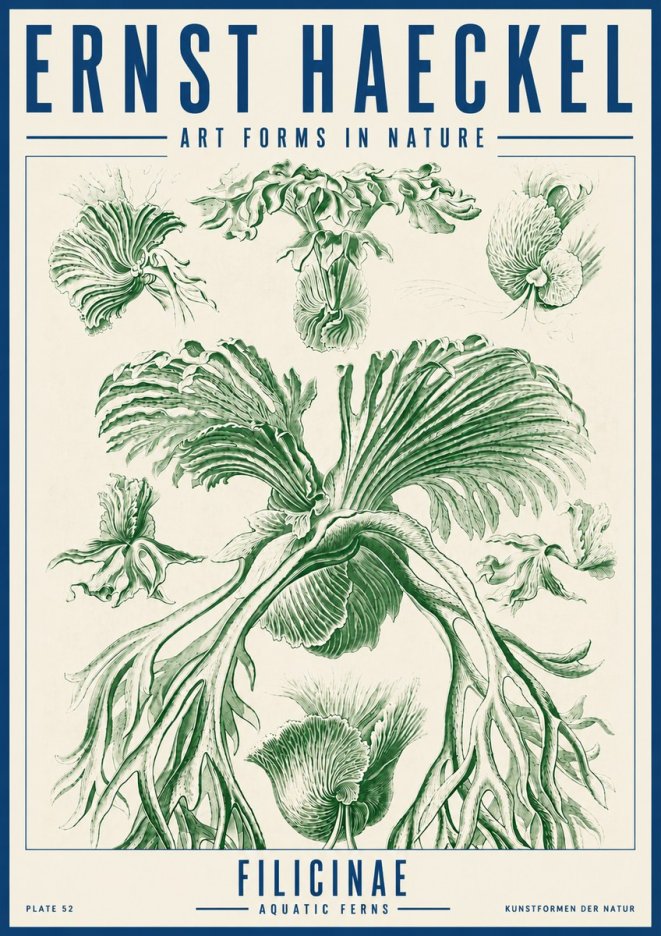 Ernst Haeckel Filicinae No5 - Juliste