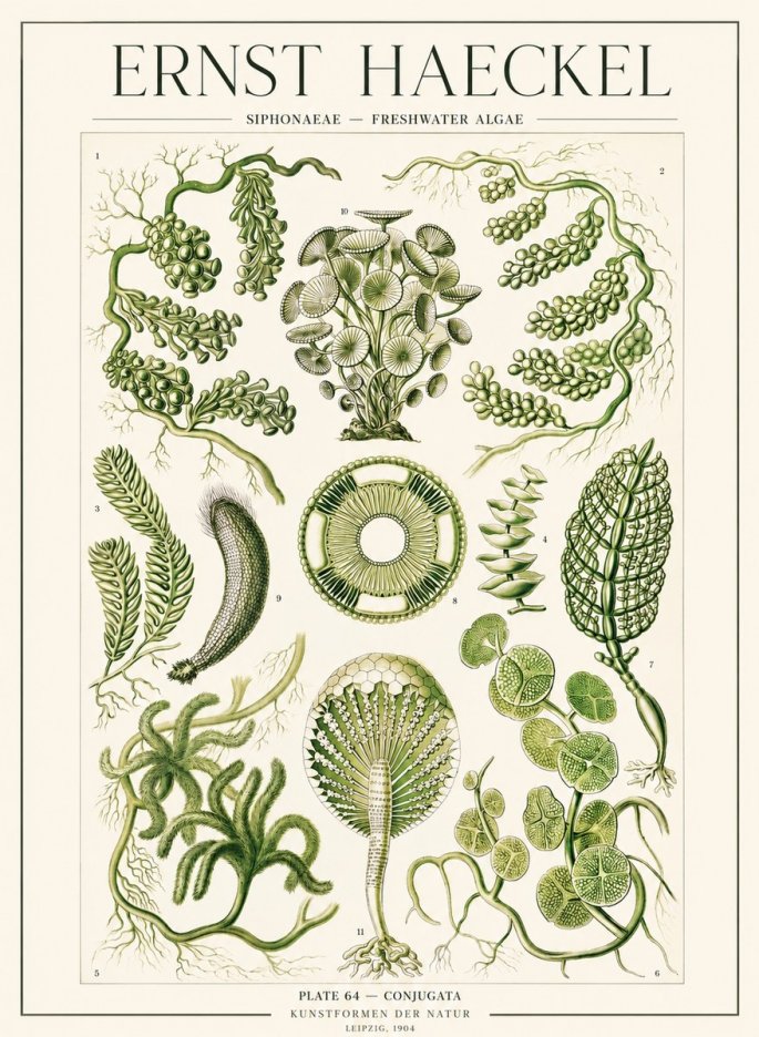 Ernst Haeckel Siphonaceae - Freshwater Algae No1 - Juliste