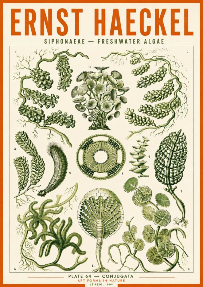 Ernst Haeckel Siphonaceae - Freshwater Algae No5 - Juliste