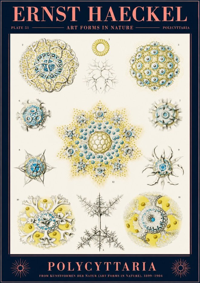 Ernst Haeckel Polycyttaria – Order of Radiolaria No2 - Juliste