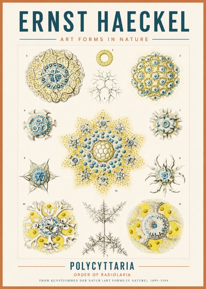 Ernst Haeckel Polycyttaria – Order of Radiolaria No3 - Juliste