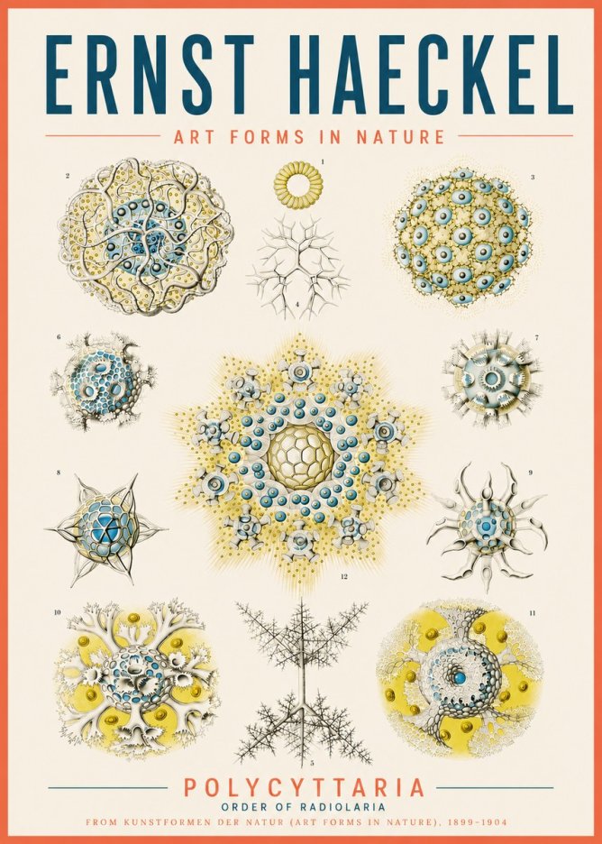 Ernst Haeckel Polycyttaria – Order of Radiolaria No5 - Juliste