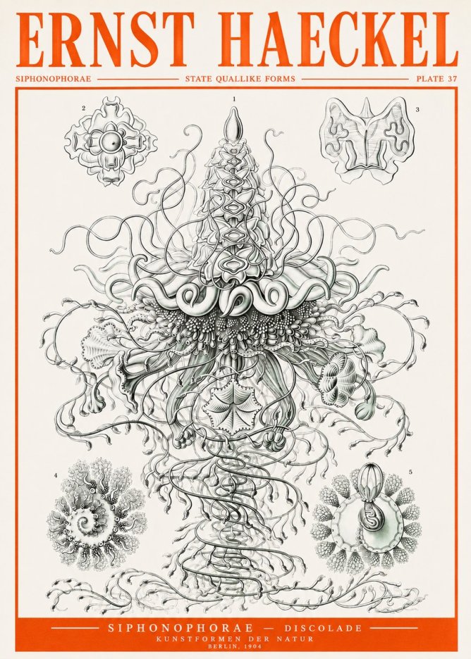 Ernst Haeckel Siphonophorae – State Quallike Forms No2 - Juliste