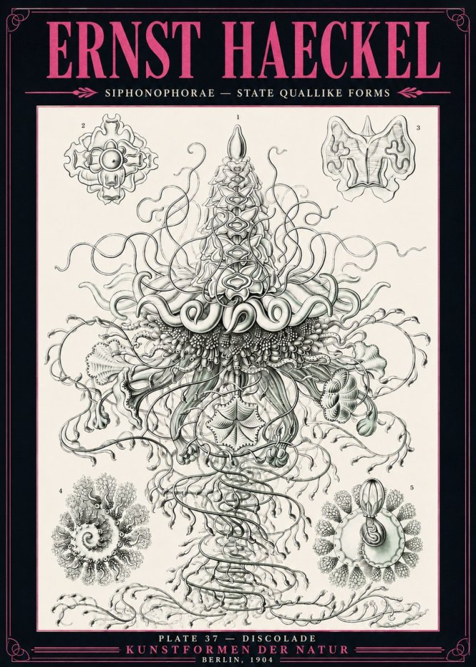 Ernst Haeckel Siphonophorae – State Quallike Forms No3 - Juliste