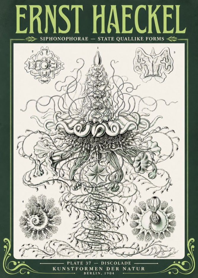 Ernst Haeckel Siphonophorae – State Quallike Forms No4 - Juliste