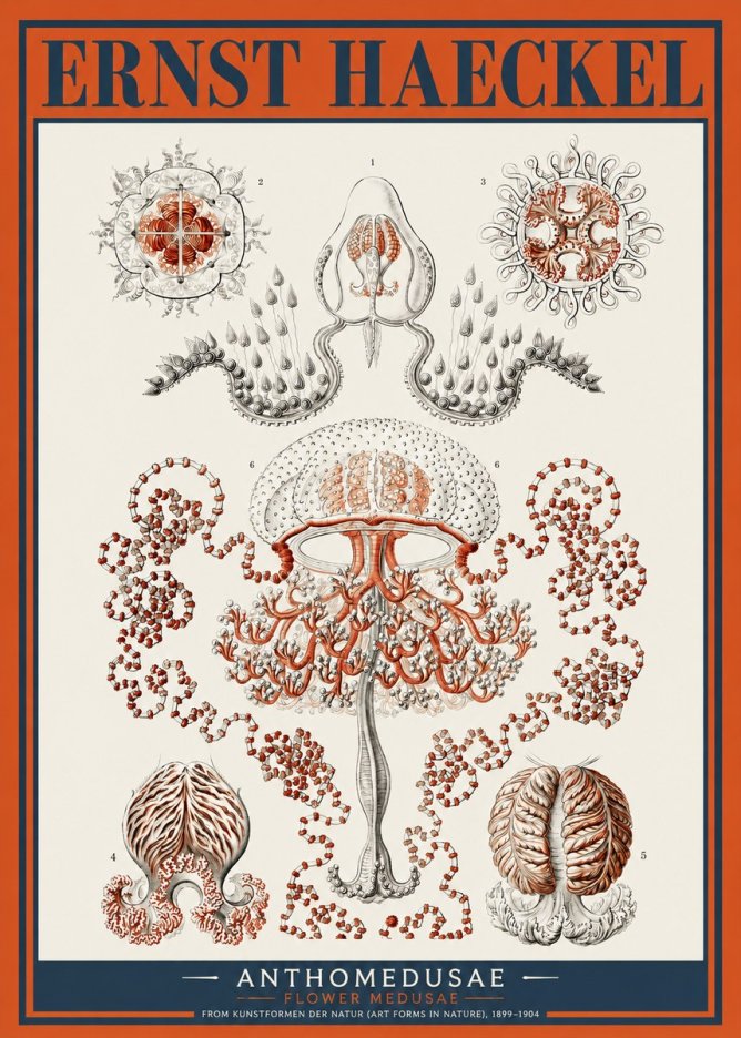 Ernst Haeckel Anthomedusae. Flower Medusae. No2 - Juliste