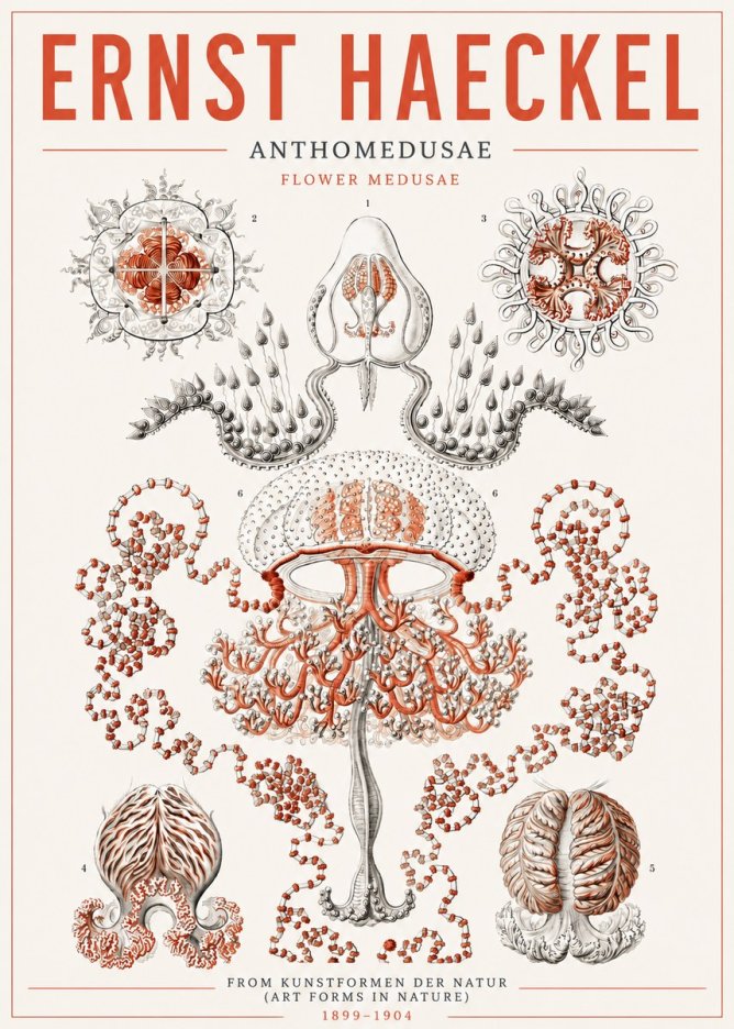 Ernst Haeckel Anthomedusae. Flower Medusae. No5 - Juliste