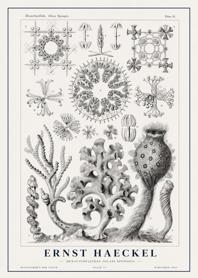 Ernst Haeckel Hexactinellida. Glass Sponges. No1 - Juliste