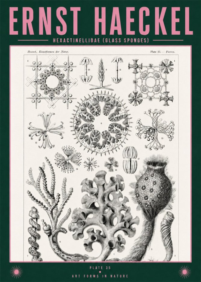 Ernst Haeckel Hexactinellida. Glass Sponges. No2 - Juliste