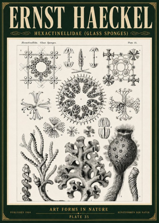 Ernst Haeckel Hexactinellida. Glass Sponges. No5 - Juliste