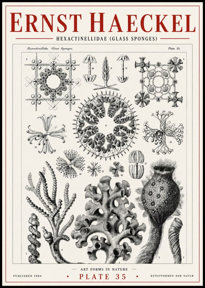 Ernst Haeckel Hexactinellida. Glass Sponges. No6 - Juliste