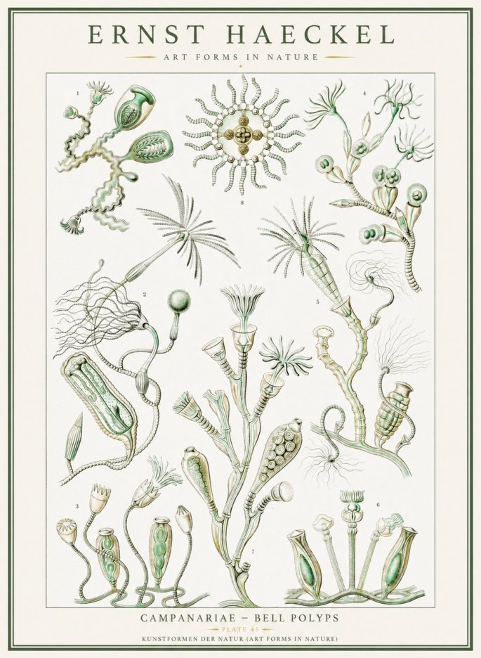 Ernst Haeckel Campanariae – Bell Polyps No1 - Juliste