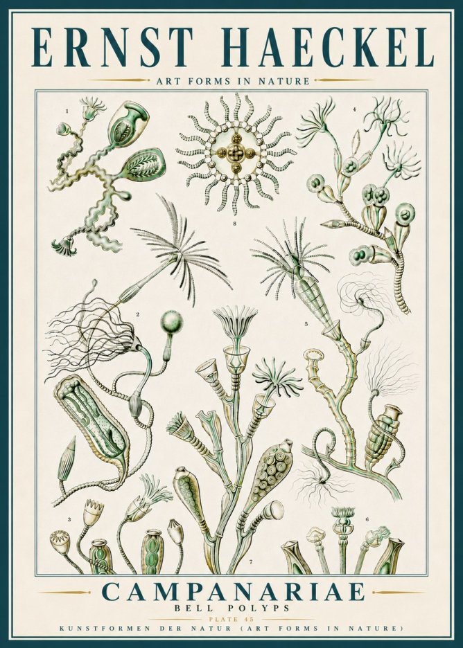 Ernst Haeckel Campanariae – Bell Polyps No5 - Juliste