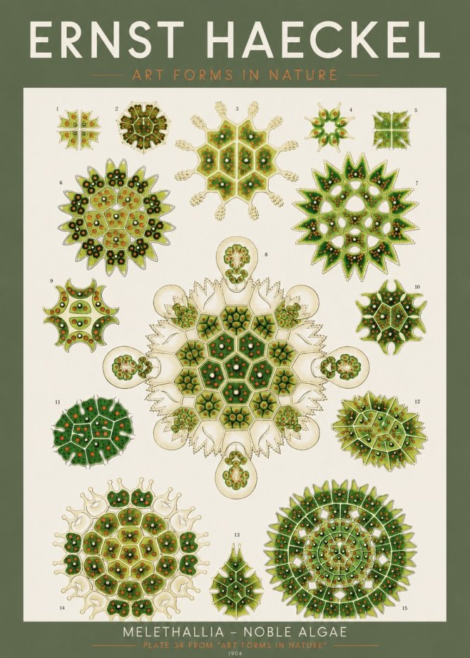 Ernst Haeckel Melethallia - Noble Algae No2 - Juliste