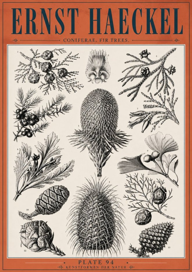 Ernst Haeckel Coniferae. Fir Trees. No6 - Juliste