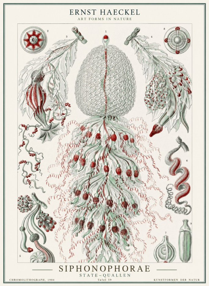 Ernst Haeckel Siphonophorae - State Colonies No2 - Juliste