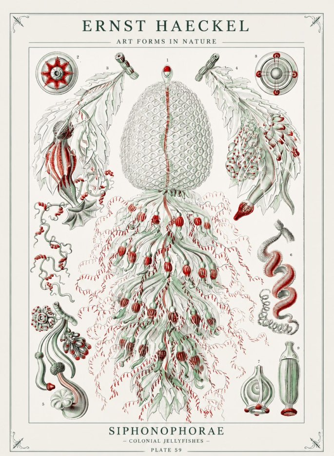 Ernst Haeckel Siphonophorae - State Colonies No3 - Juliste