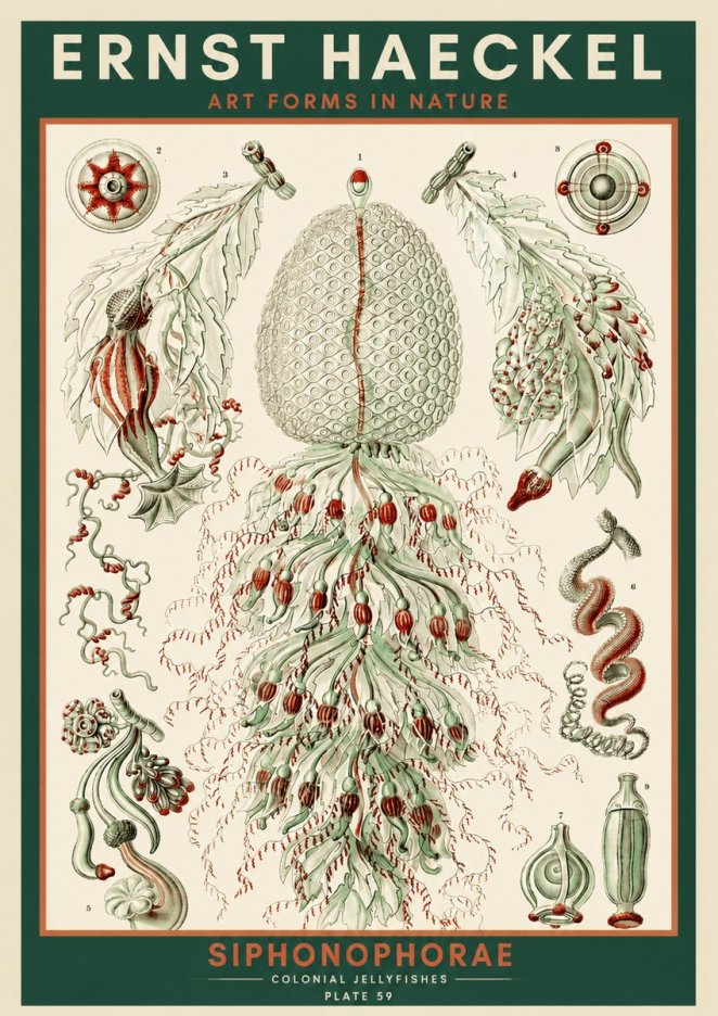Ernst Haeckel Siphonophorae - State Colonies No4 - Juliste
