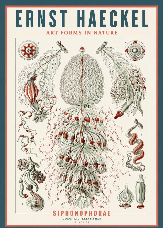 Ernst Haeckel Siphonophorae - State Colonies No5 - Juliste