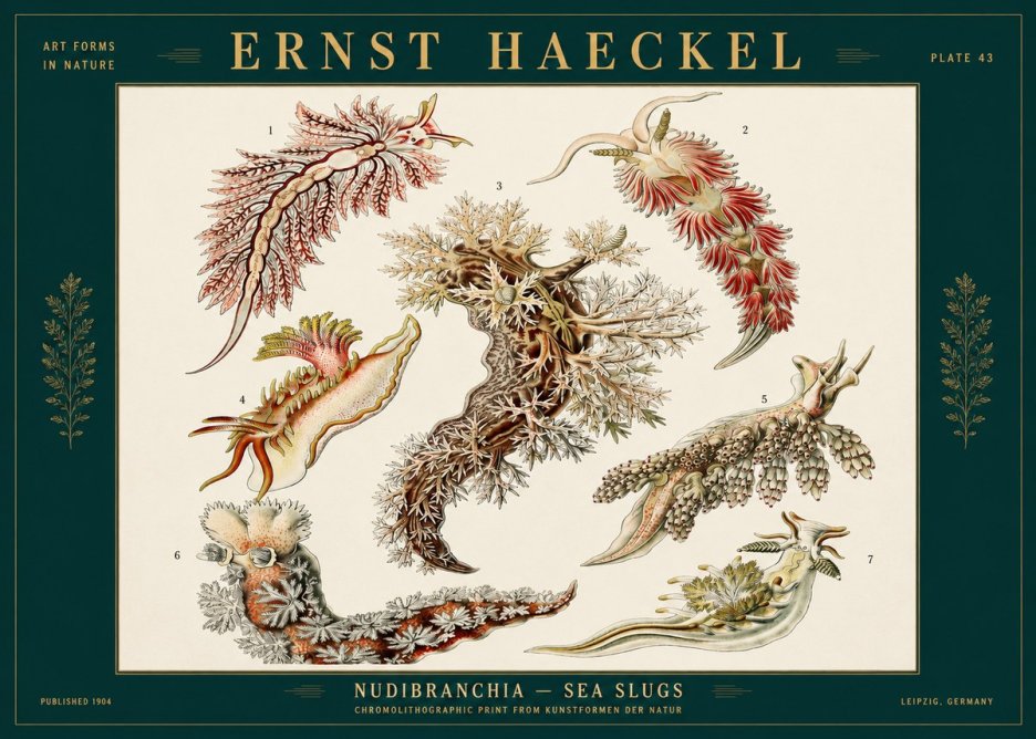 Ernst Haeckel Nudibranchia – Sea Slugs No2 - Juliste