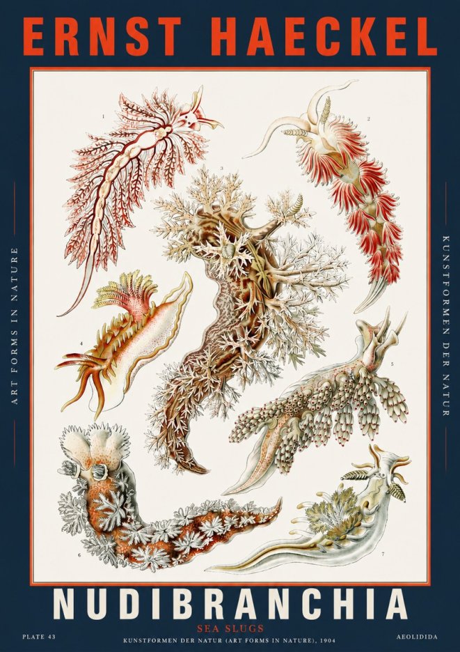 Ernst Haeckel Nudibranchia – Sea Slugs No5 - Juliste