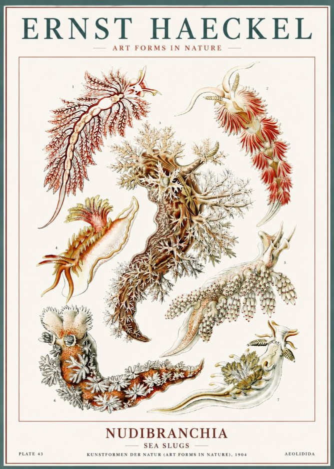 Ernst Haeckel Nudibranchia – Sea Slugs No6 - Juliste