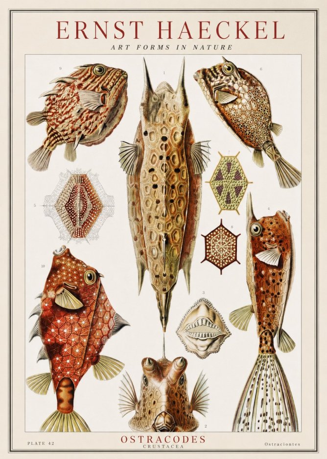 Ernst Haeckel Ostracodes Crustacea No1 - Juliste