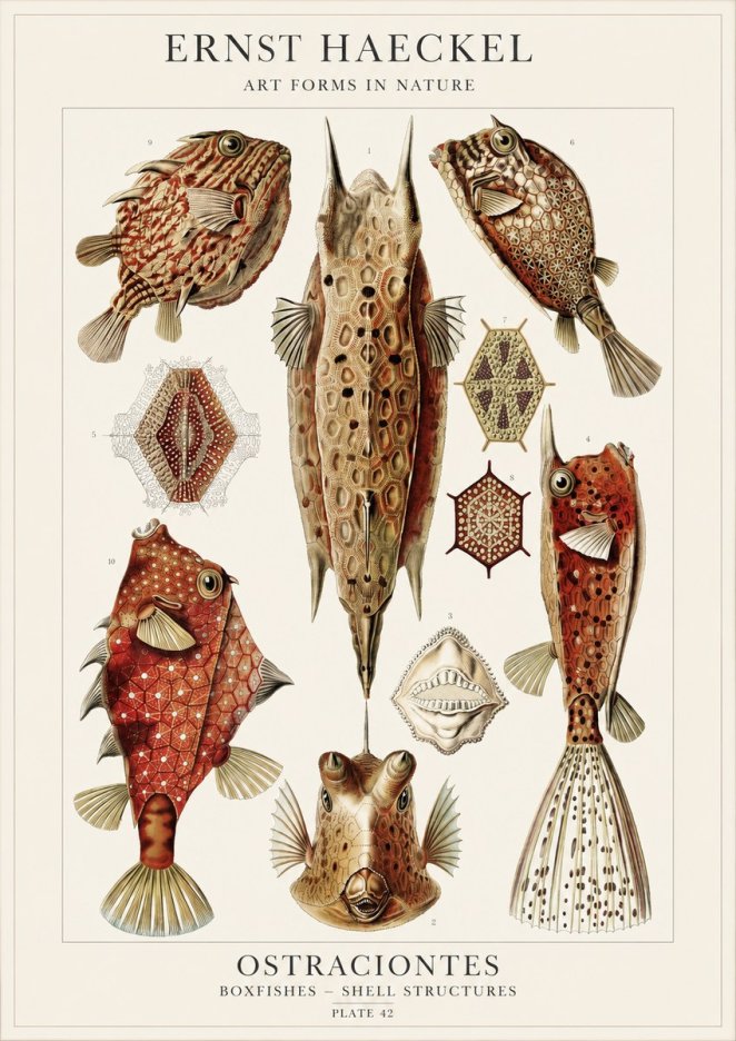 Ernst Haeckel Ostracodes Crustacea No4 - Juliste
