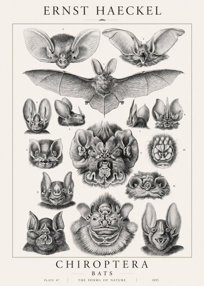 Ernst Haeckel Chiroptera Bats No1 - Juliste