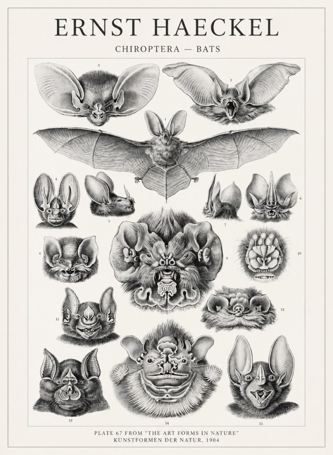 Ernst Haeckel Chiroptera Bats No4 - Juliste