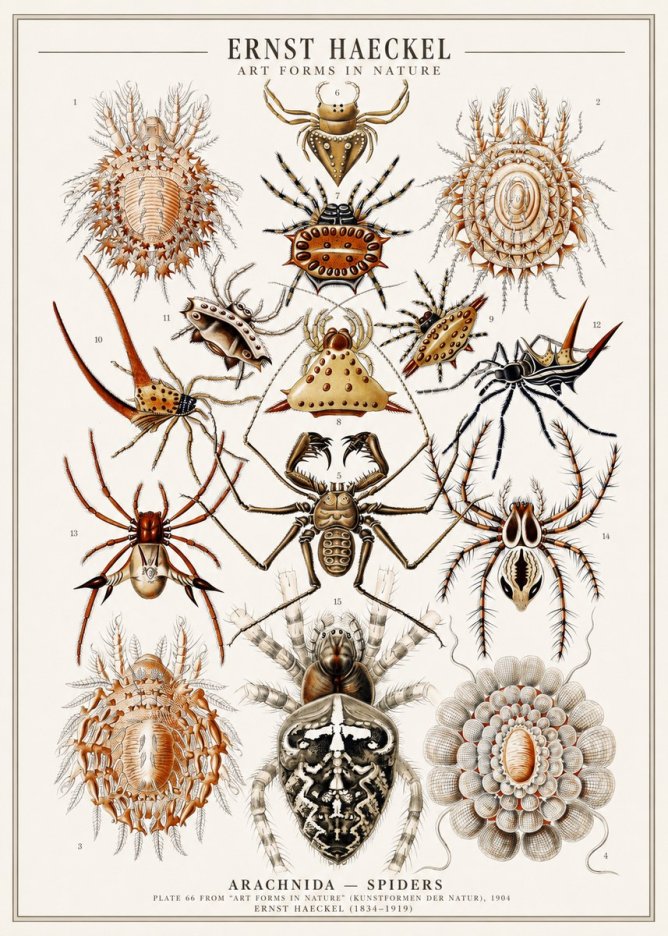 Ernst Haeckel Arachnida — Spiders No1 - Juliste