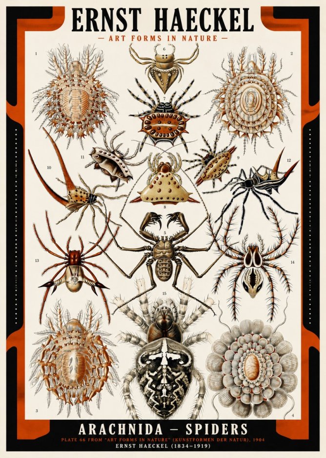 Ernst Haeckel Arachnida — Spiders No2 - Juliste