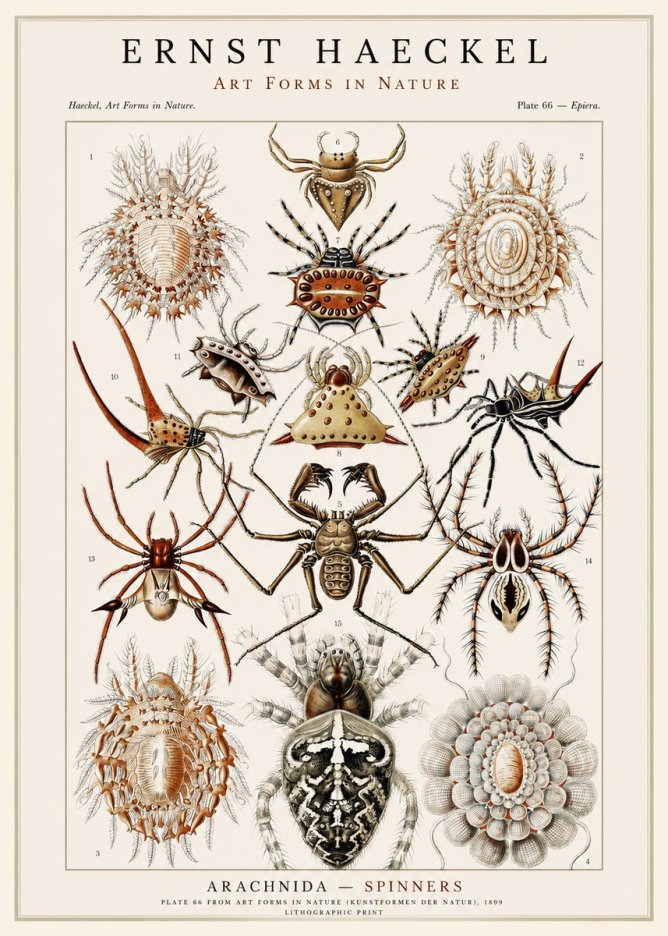 Ernst Haeckel Arachnida — Spiders No3 - Juliste