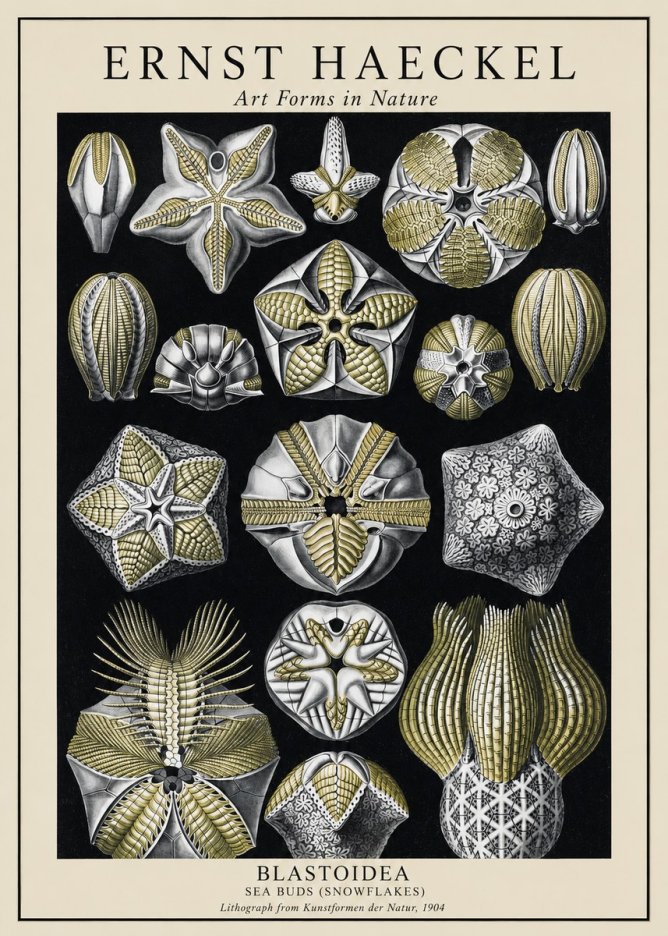 Ernst Haeckel Blastoidea Sea Buds (Snowflakes) No1 - Juliste