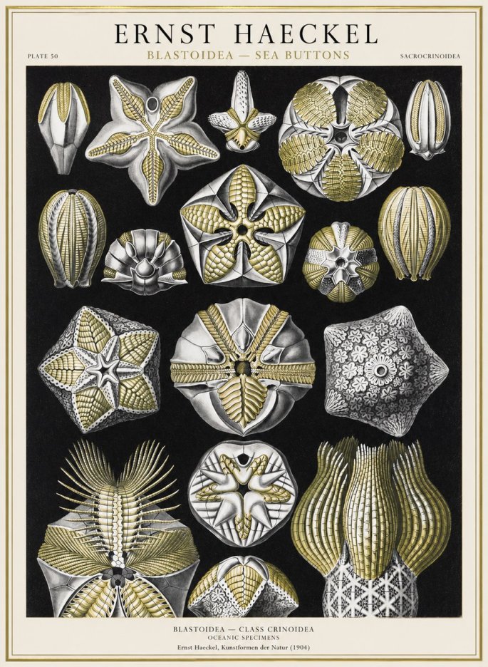 Ernst Haeckel Blastoidea Sea Buds (Snowflakes) No4 - Juliste