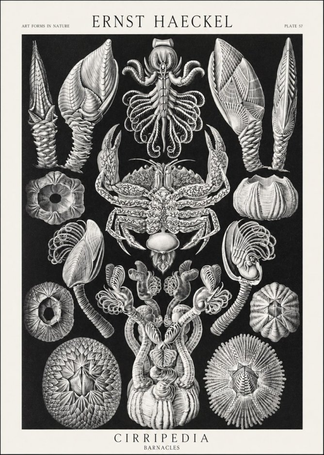 Ernst Haeckel Cirripedia Barnacles No3 - Juliste