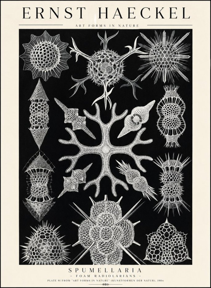 Ernst Haeckel Spumellaria No1 - Juliste