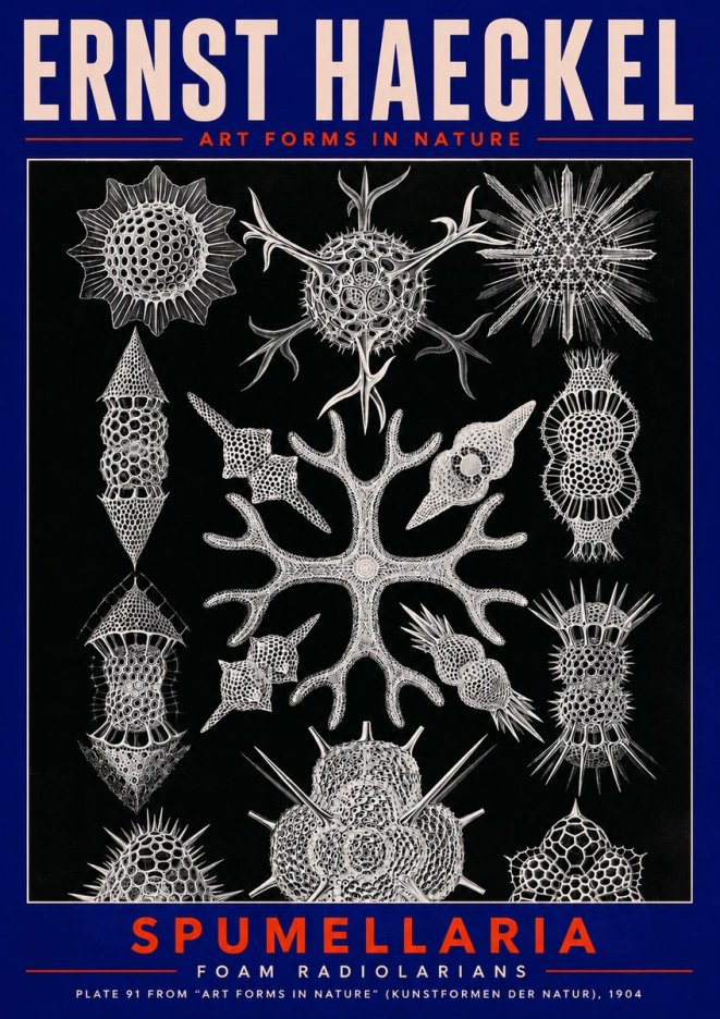 Ernst Haeckel Spumellaria No2 - Juliste