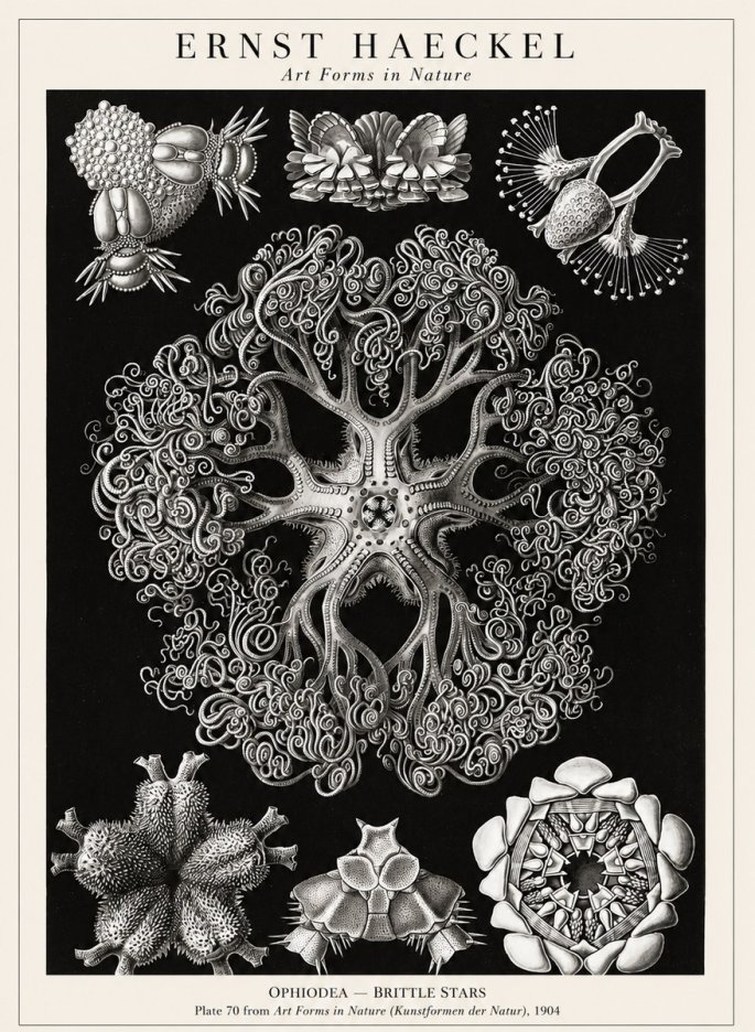 Ernst Haeckel Ophiodea - Brittle Stars II No1 - Juliste