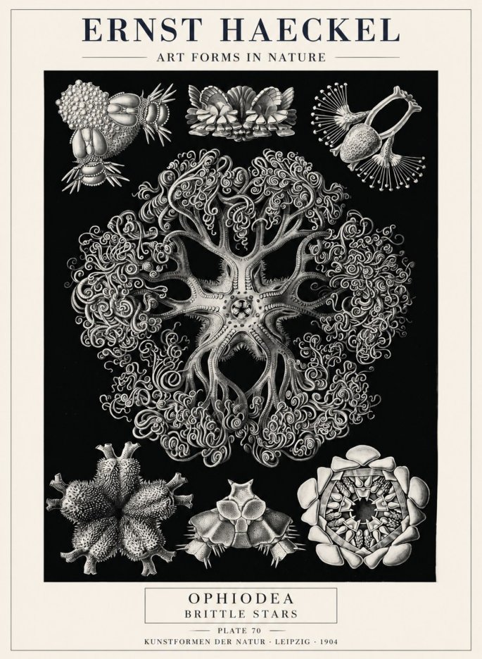 Ernst Haeckel Ophiodea - Brittle Stars II No4 - Juliste