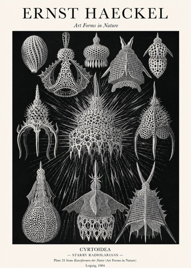 Ernst Haeckel Cyrtoidea - Starry Radiolarians No1 - Juliste