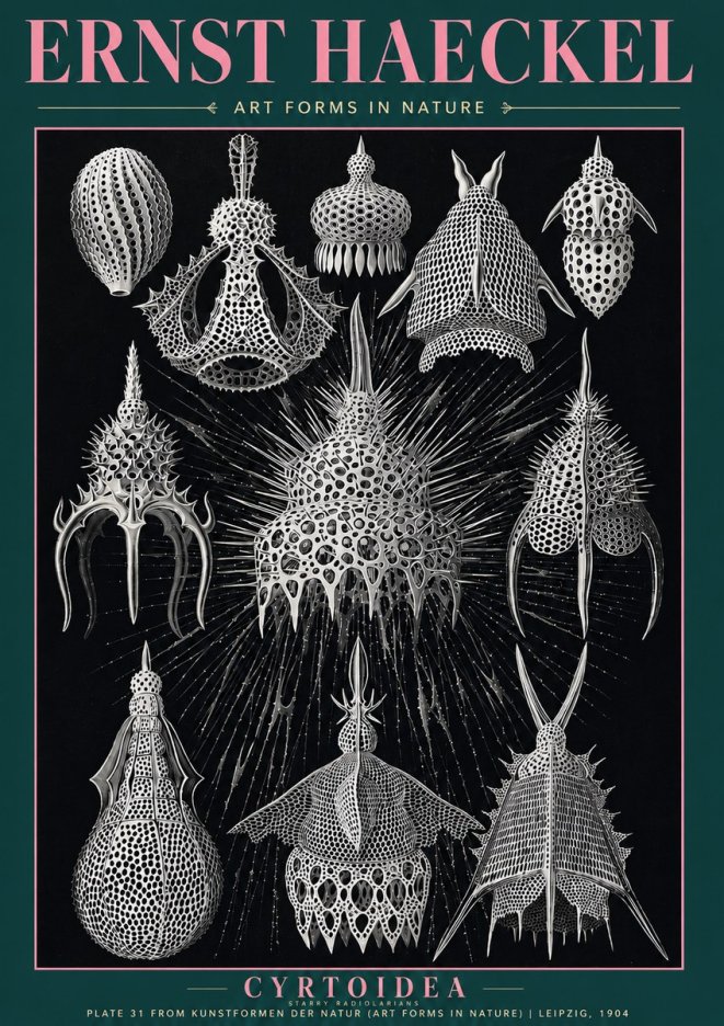 Ernst Haeckel Cyrtoidea - Starry Radiolarians No3 - Juliste