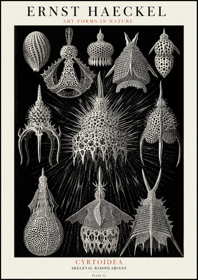 Ernst Haeckel Cyrtoidea - Starry Radiolarians No4 - Juliste
