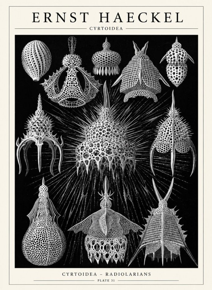 Ernst Haeckel Cyrtoidea - Starry Radiolarians No6 - Juliste