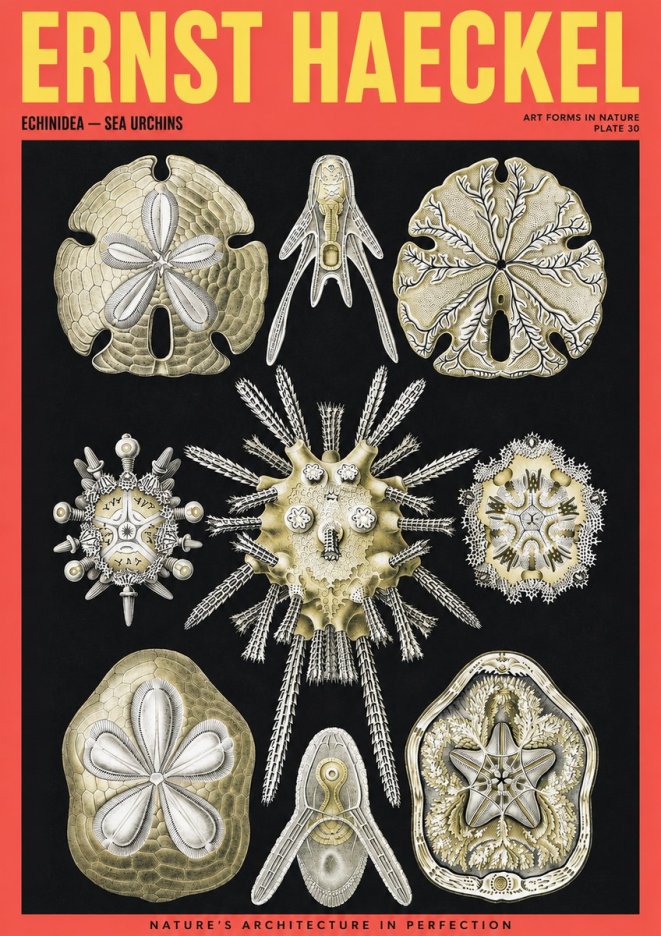Ernst Haeckel Echinidea — Sea Urchins No2 - Juliste