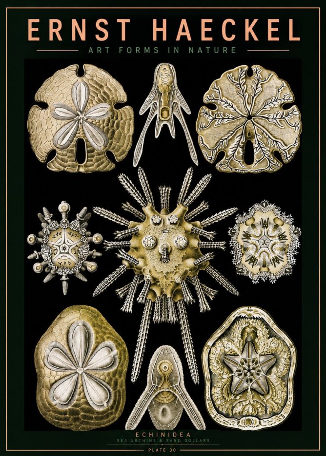 Ernst Haeckel Echinidea — Sea Urchins No5 - Juliste