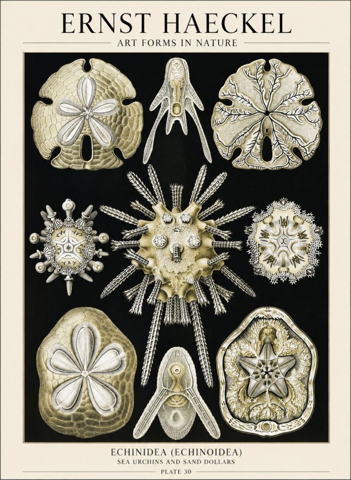 Ernst Haeckel Echinidea — Sea Urchins No6 - Juliste