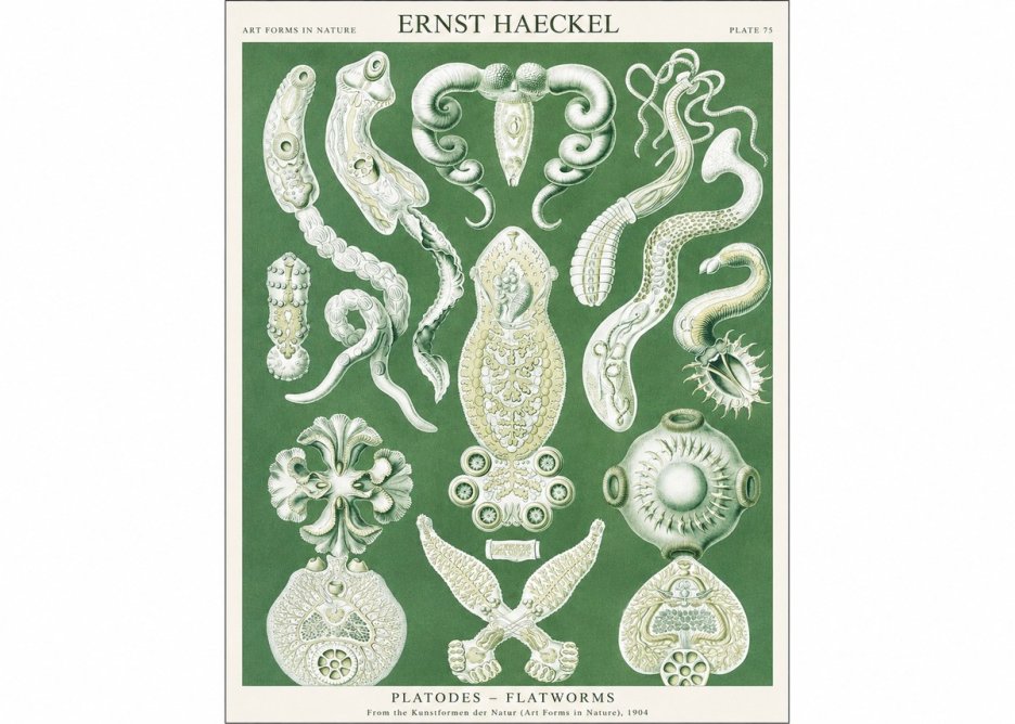 Ernst Haeckel Platodes – Flatworms No1 - Juliste