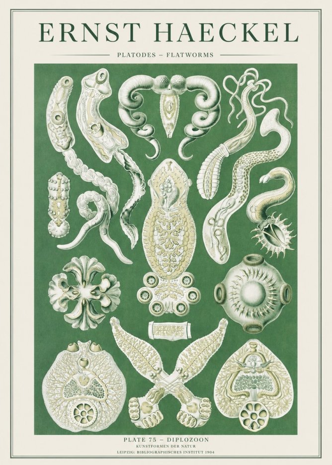Ernst Haeckel Platodes – Flatworms No2 - Juliste