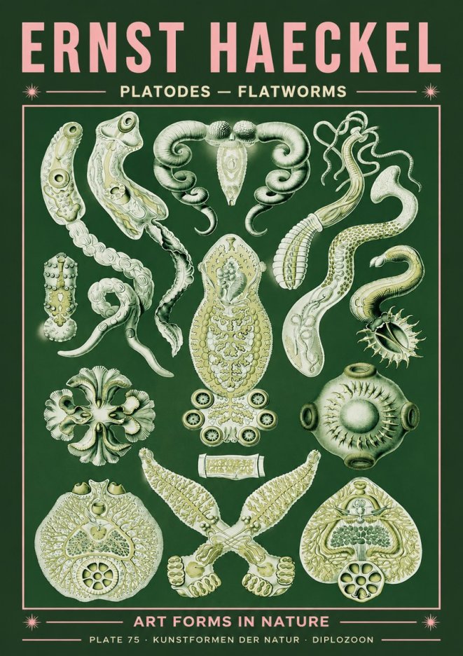 Ernst Haeckel Platodes – Flatworms No4 - Juliste